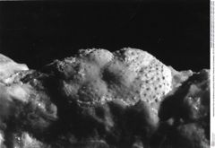 Historisches Foto von Bullariscus patruliusi (Robins, Feldmann & Schweitzer, 2013) (NHMW-AFW-GEO-BACHMAYER-FOTO-1990-0041-2976)